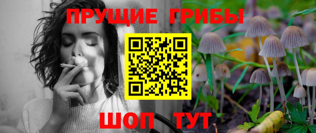 Псилоцибиновые грибы Psilocybine cubensis Асбест